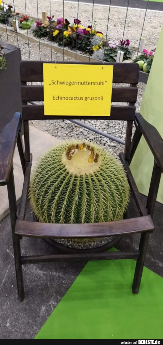 "Schwiegermutterstuhl" -  Echinocactus grusonii. - Lustige Bilder | DEBESTE.de