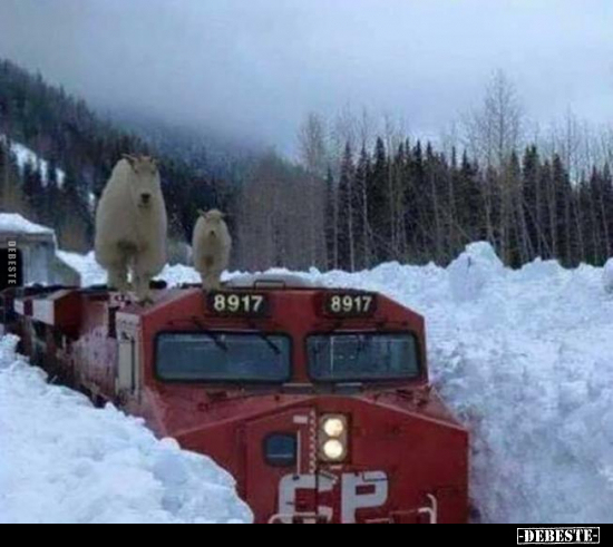  - Lustige Bilder | DEBESTE.de