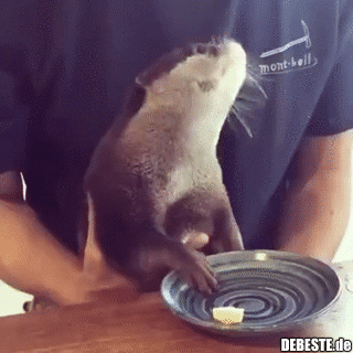 Der Otter isst und will mehr..