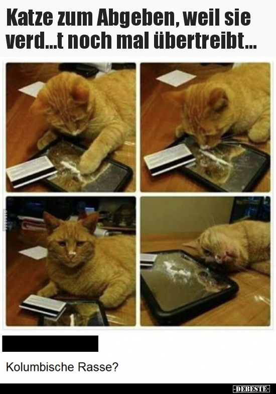 Katze zum Abgeben, weil sie verd...t noch mal..