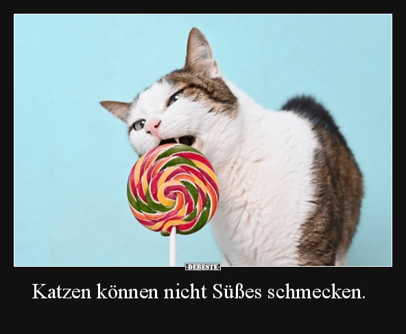 Katzen können nicht Süßes schmecken... - Lustige Bilder | DEBESTE.de