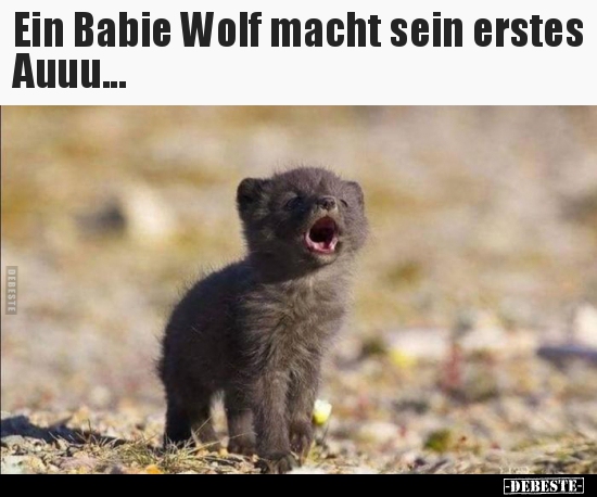 Ein Babie Wolf Macht Sein Erstes Auuu Lustige Bilder Spruche Witze Echt Lustig