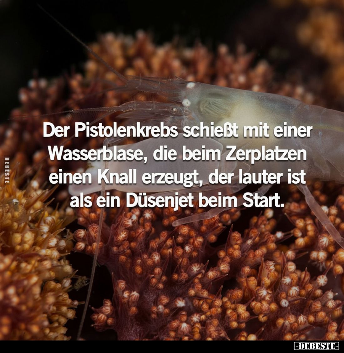 Der Pistolenkrebs schießt mit einer Wasserblase, die beim Zerplatzen einen Knall erzeugt, der lauter ist als ein Düsenjet bei...