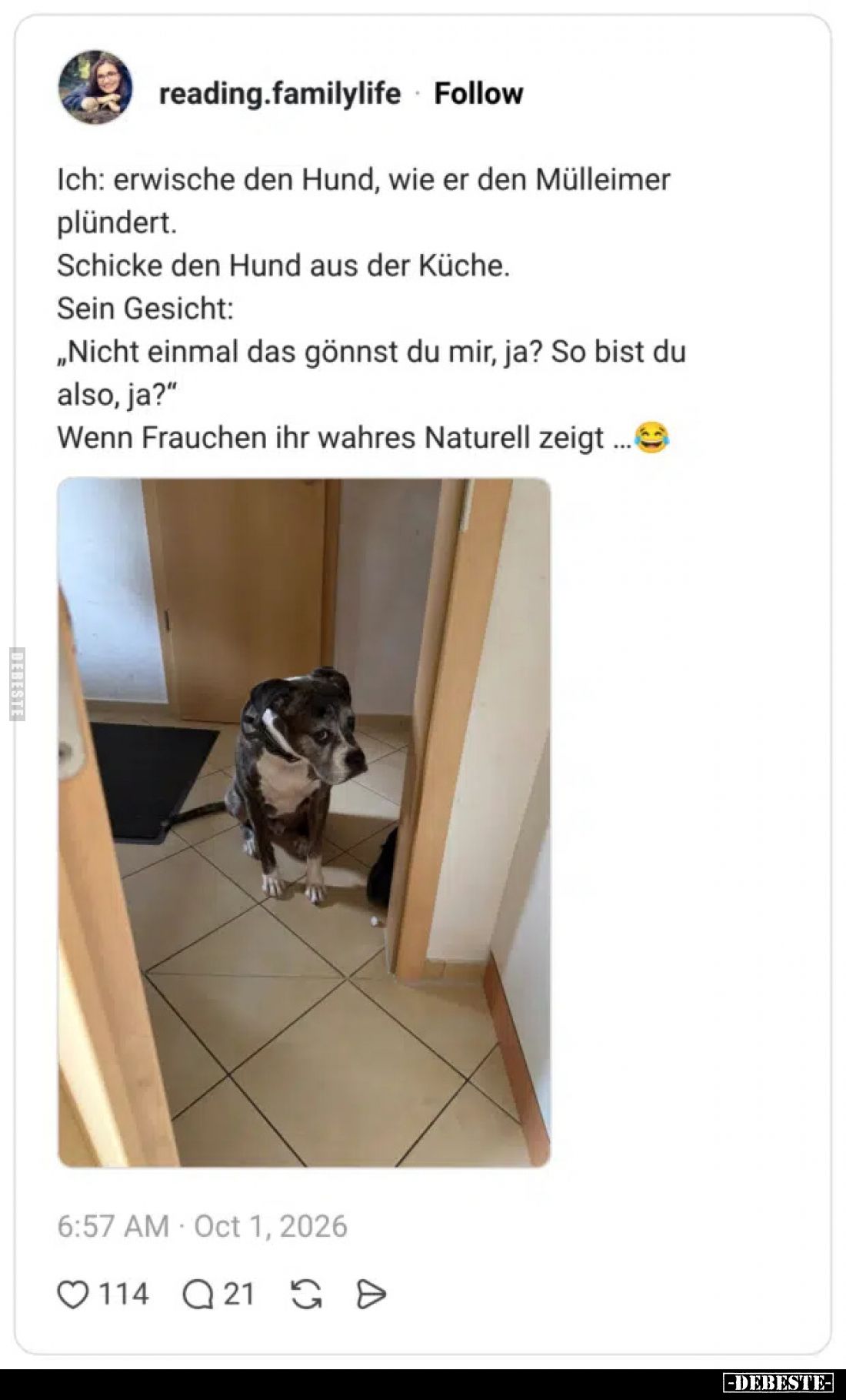 Ich: erwische den Hund, wie er den Mülleimer plündert.
Schicke den Hund aus der Küche.
Sein Gesicht:
„Nicht einmal das gön...