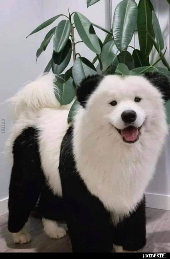  - Lustige Bilder | DEBESTE.de