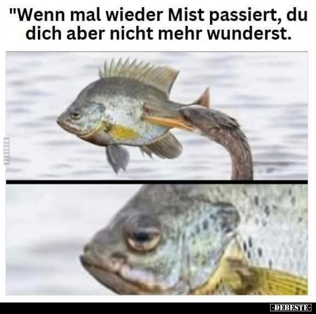 Wenn mal wieder Mist passiert, du dich aber nicht mehr wunderst.