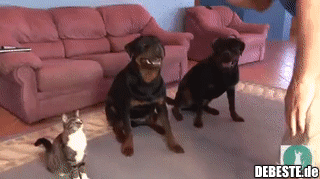  - Lustige Bilder | DEBESTE.de