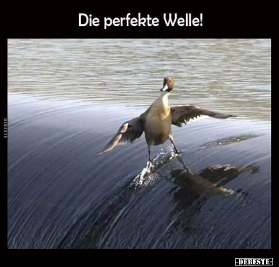 Die perfekte Welle!.. - Lustige Bilder | DEBESTE.de