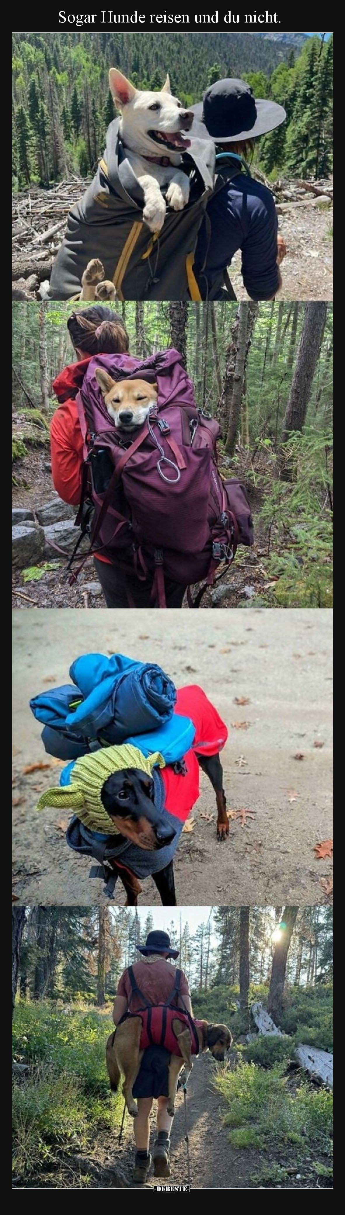 Sogar Hunde reisen und du nicht.