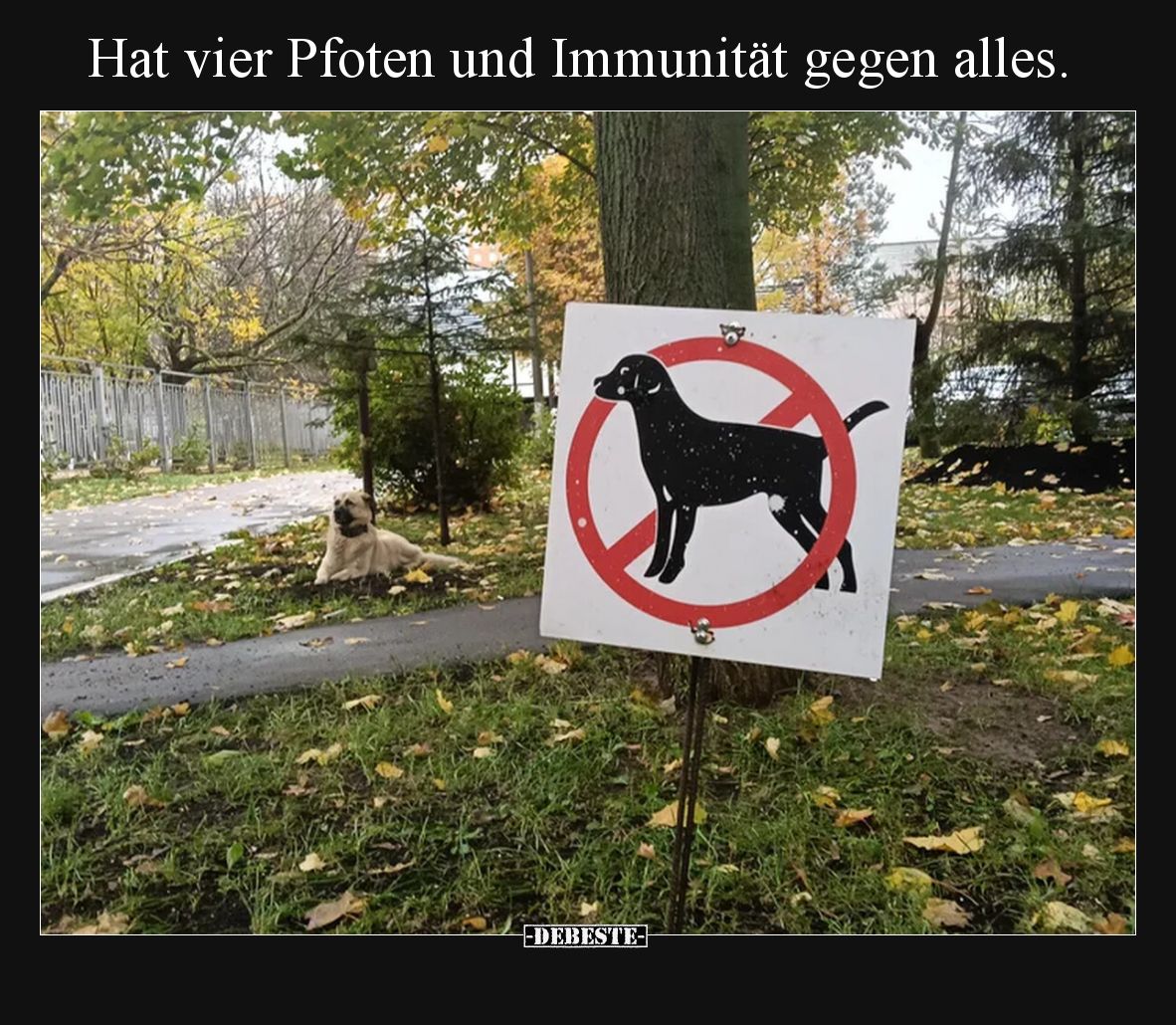 Hat vier Pfoten und Immunität gegen alles