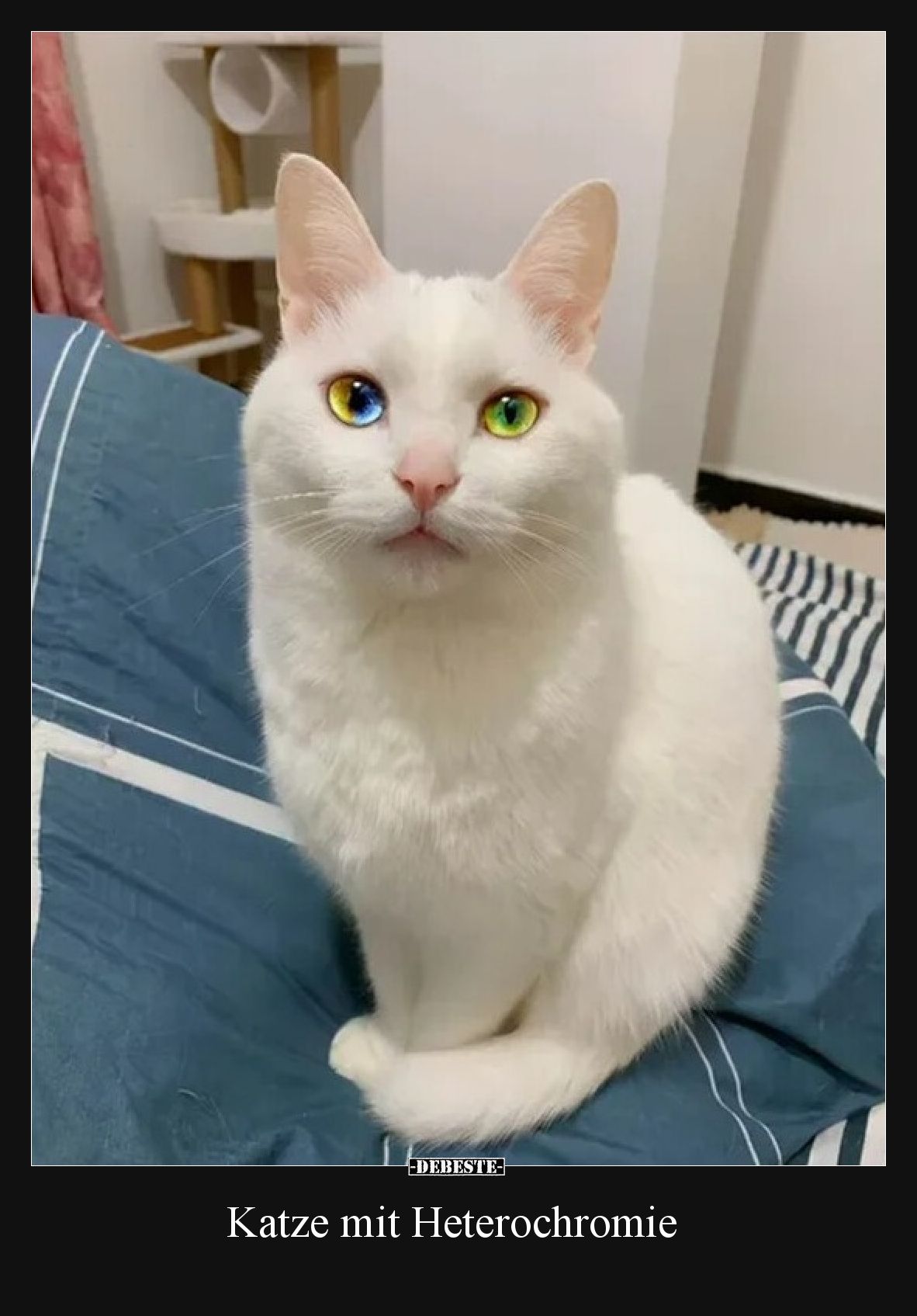 Katze mit Heterochromie