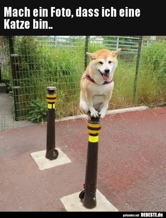 Mach ein Foto, dass ich eine Katze bin..