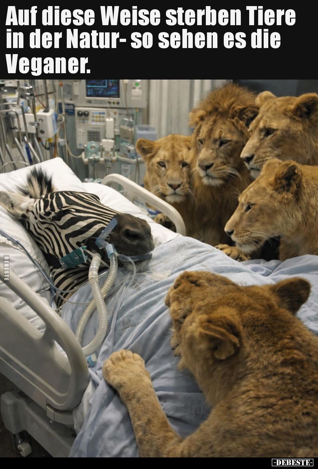 Auf diese Weise sterben Tiere in der Natur- so sehen es die Veganer.