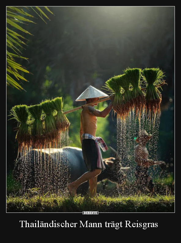 Thailändischer Mann trägt Reisgras.. - Lustige Bilder | DEBESTE.de