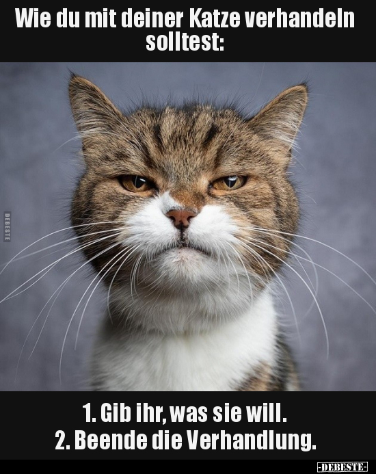 Wie du mit deiner Katze verhandeln solltest: 1. Gib ihr.. - Lustige Bilder | DEBESTE.de