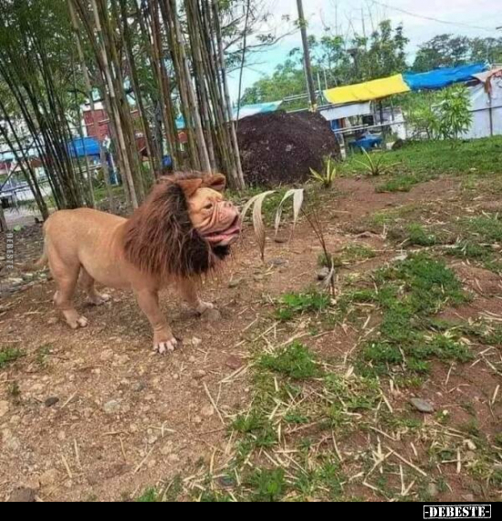  - Lustige Bilder | DEBESTE.de