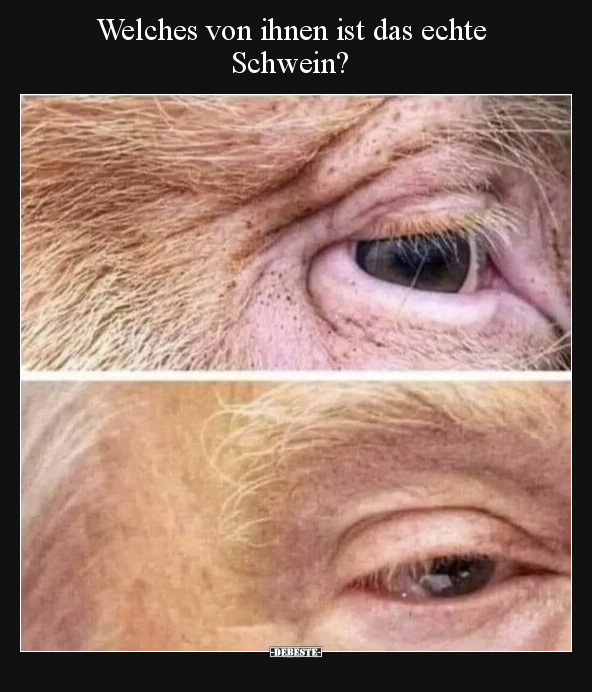 Trump, Donald Trump, Donald Trump Sau, Donald Trump Schwein