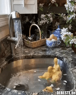 Alle meine Entlein...