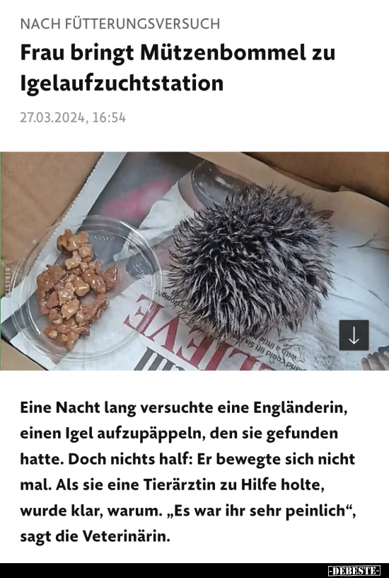 Frau bringt Mützenbommel zu Igelaufzuchtstation.. - Lustige Bilder | DEBESTE.de
