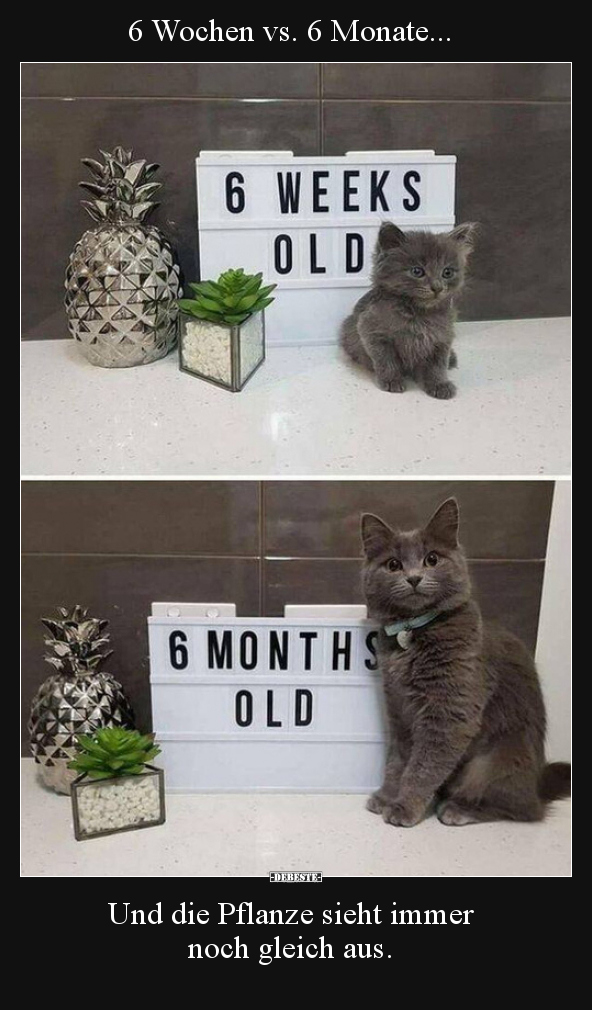 6 Wochen vs. 6 Monate..