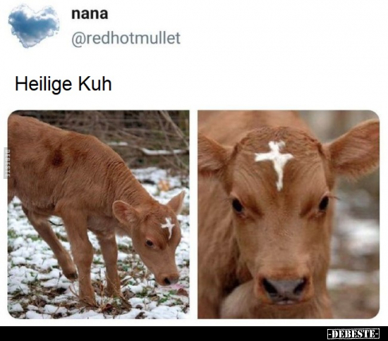 Heilige Kuh.. - Lustige Bilder | DEBESTE.de