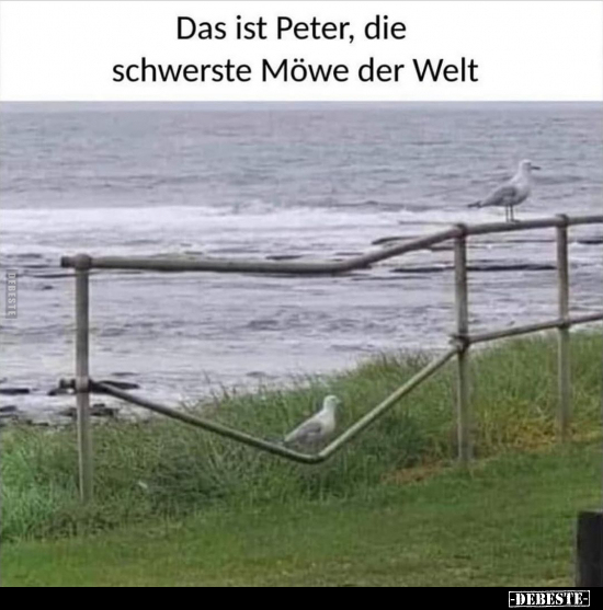 Das ist Peter, die schwerste Möwe der Welt.. - Lustige Bilder | DEBESTE.de