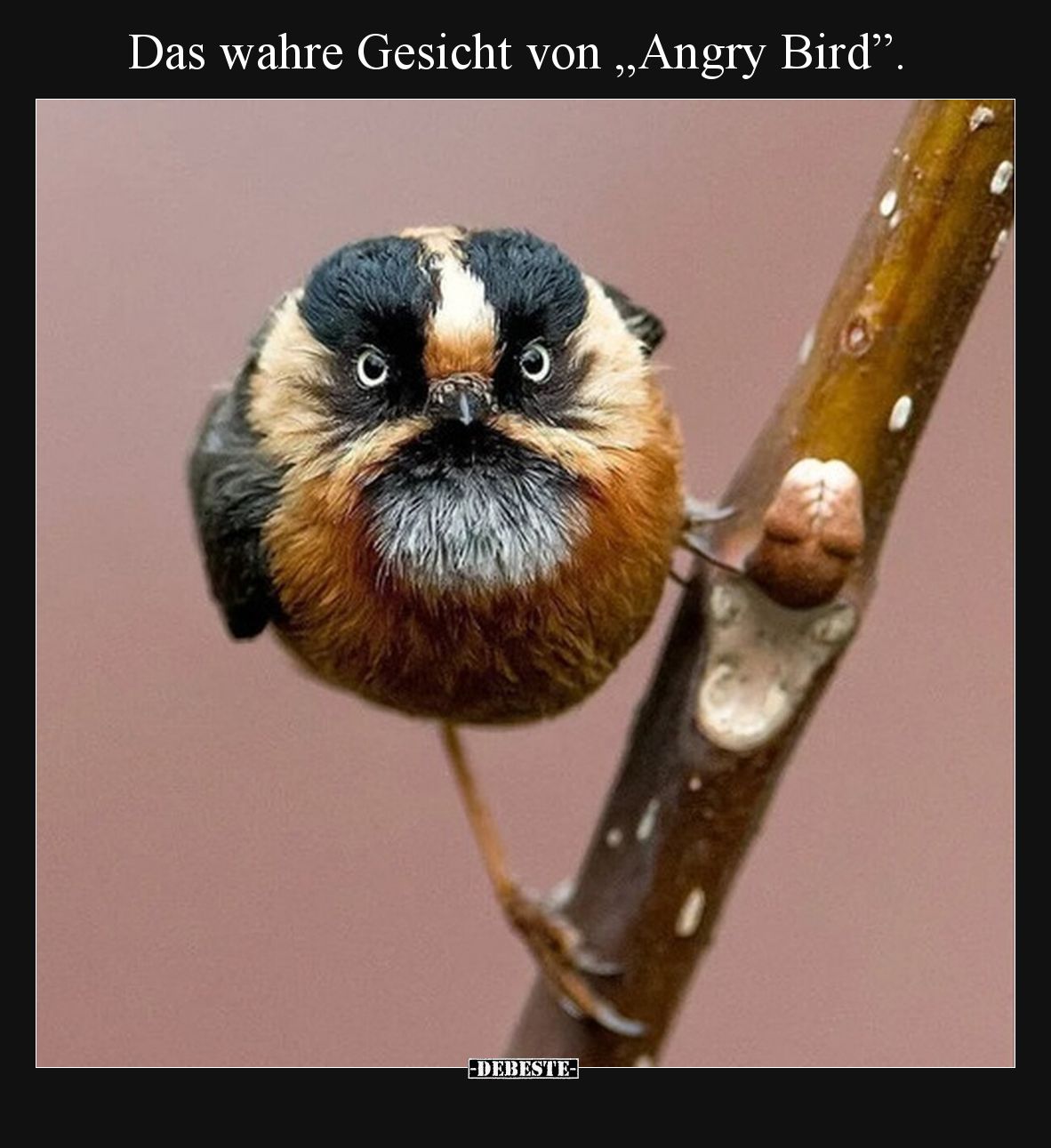 Das wahre Gesicht von "Angry Bird”..." - Lustige Bilder | DEBESTE.de