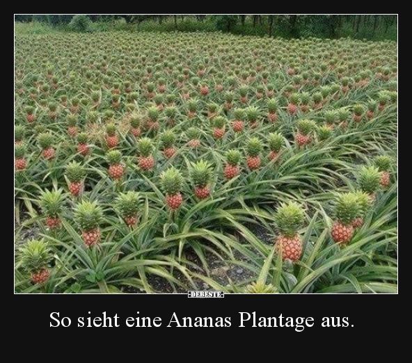 So sieht eine Ananas Plantage aus... - Lustige Bilder | DEBESTE.de