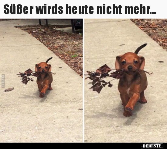 Süßer wirds heute nicht mehr...