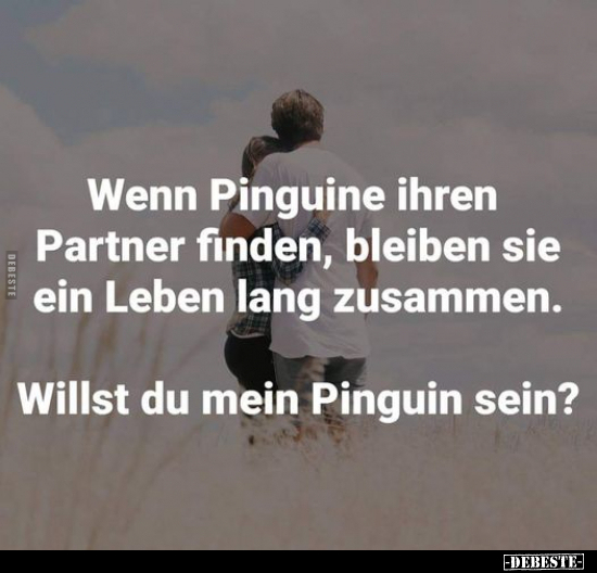 Wenn Pinguine ihren Partner finden, bleiben sie ein Leben.. - Lustige Bilder | DEBESTE.de