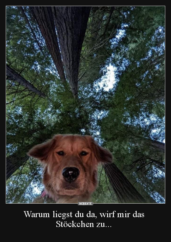 Warum liegst du da, wirf mir das
Stöckchen zu...