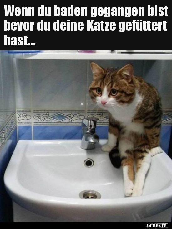 Wenn du baden gegangen bist bevor du deine Katze gefüttert.. - Lustige Bilder | DEBESTE.de