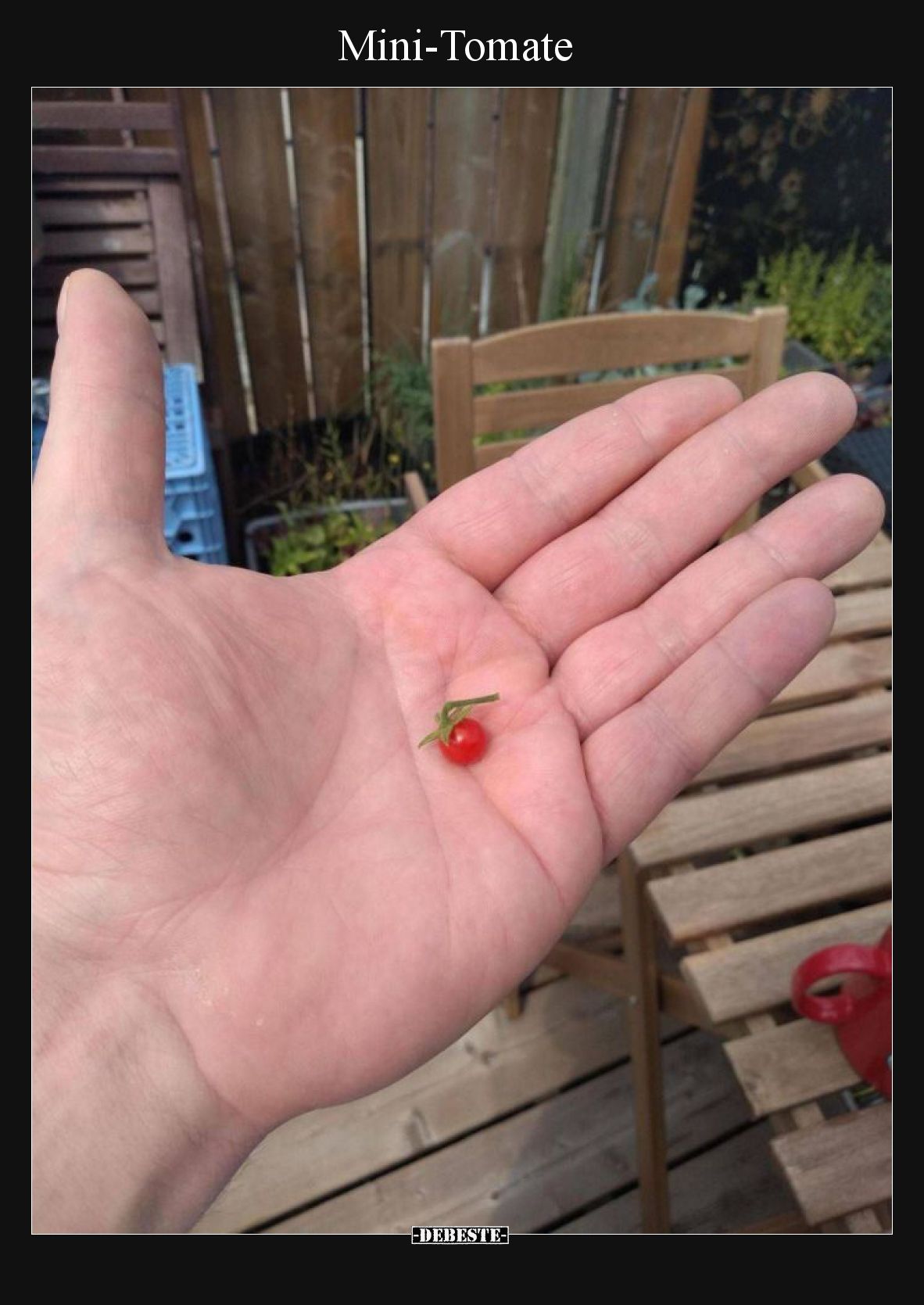 Mini-Tomate.. - Lustige Bilder | DEBESTE.de