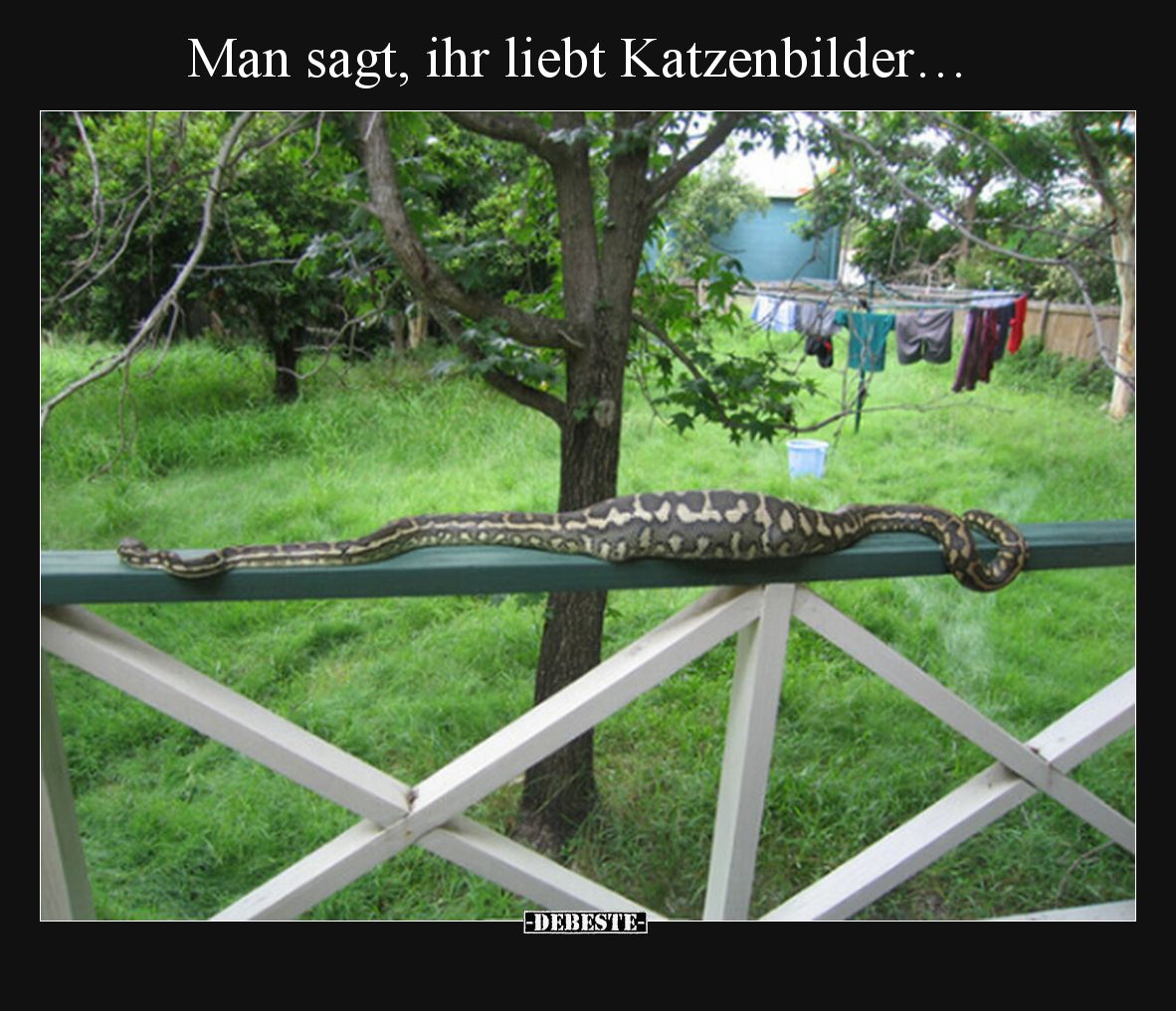 Man sagt, ihr liebt Katzenbilder….. - Lustige Bilder | DEBESTE.de