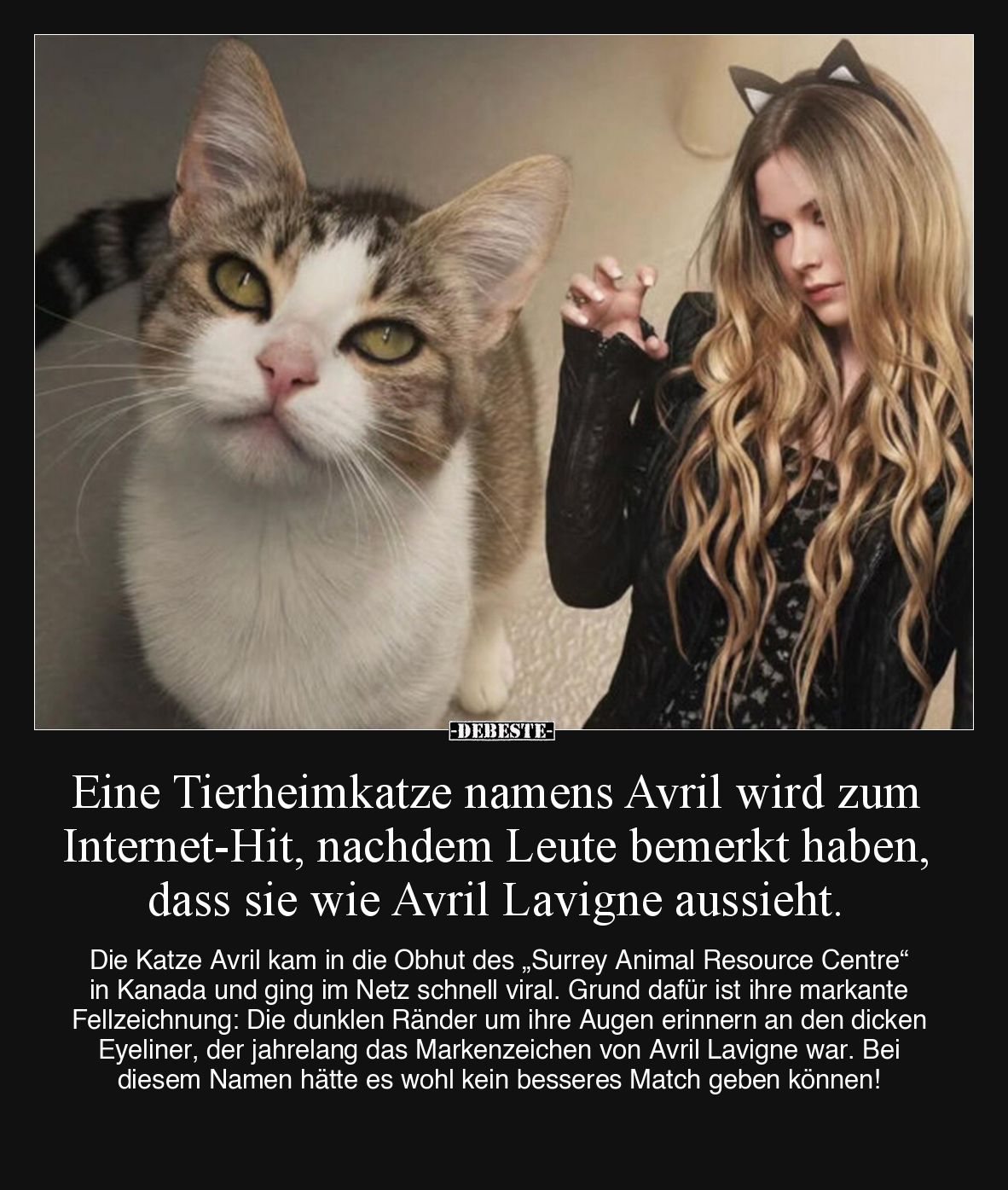Eine Tierheimkatze namens Avril wird zum Internet-Hit, nachdem Leute bemerkt haben, dass sie wie Avril Lavigne aussieht.

D...
