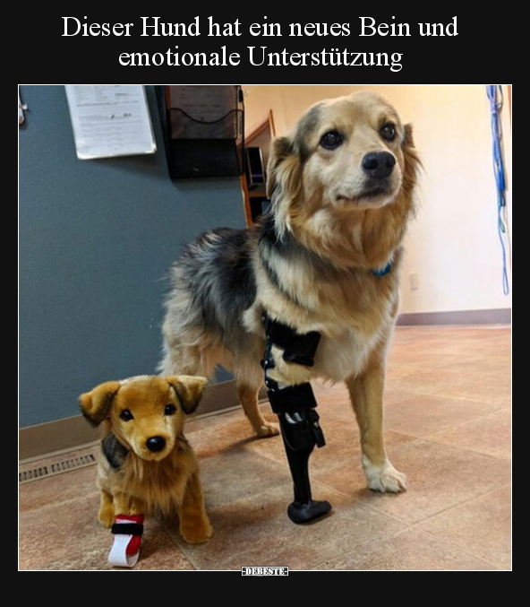 Dieser Hund hat ein neues Bein und emotionale.. - Lustige Bilder | DEBESTE.de