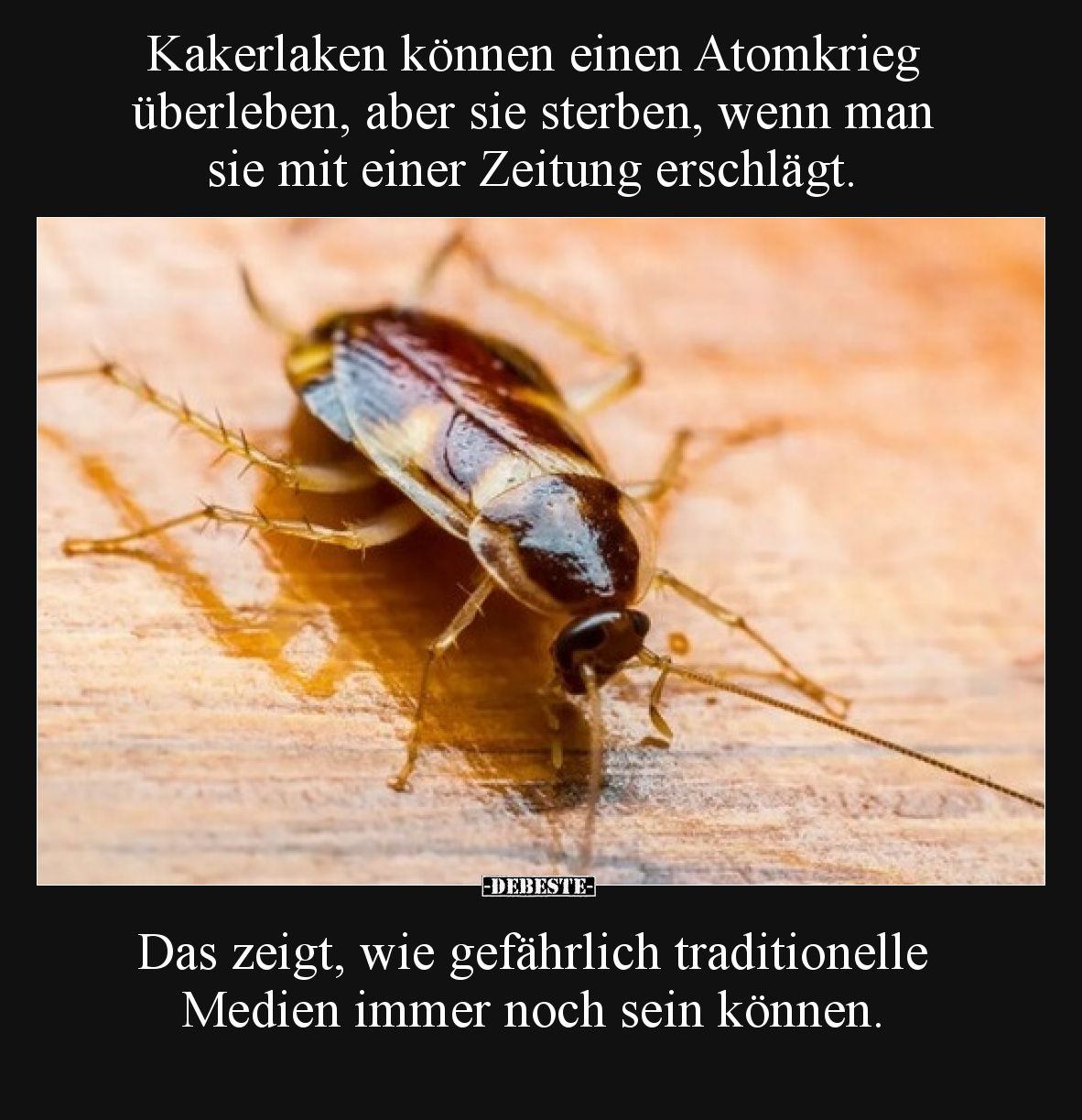 Kakerlaken können einen Atomkrieg überleben, aber sie sterben, wenn man sie mit einer Zeitung erschlägt.
Das zeigt, wie ge...