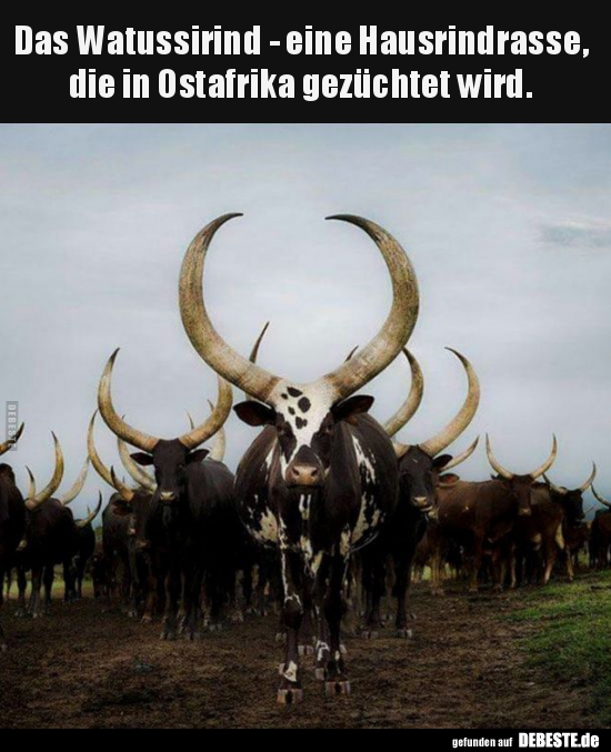 Das Watussirind - eine Hausrindrasse, die in Ostafrika.. - Lustige Bilder | DEBESTE.de