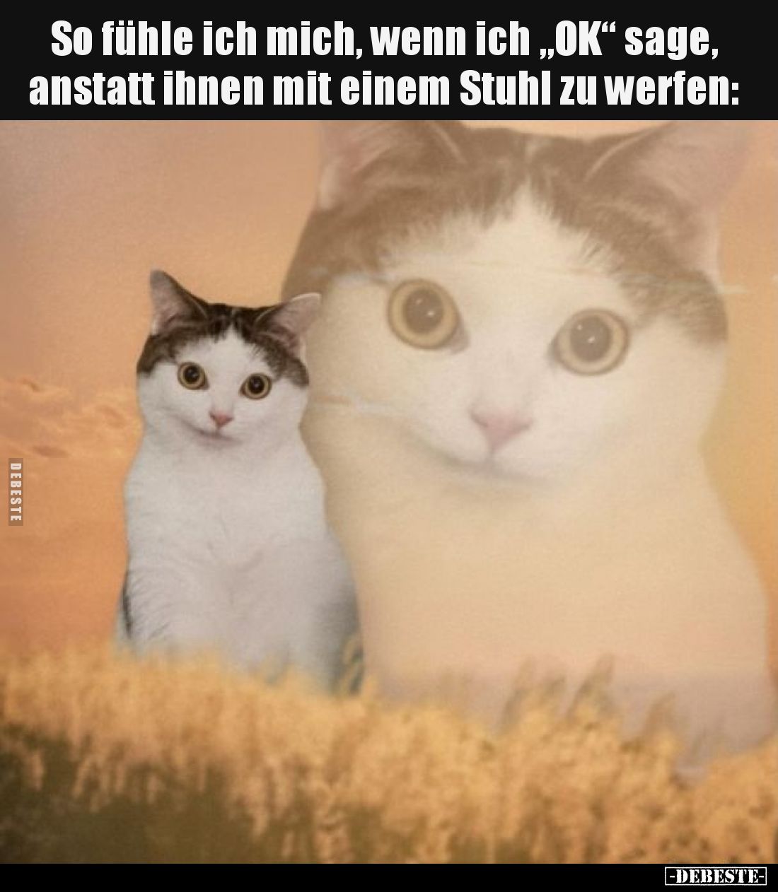 So fühle ich mich, wenn ich „OK“ sage, anstatt ihnen mit einem Stuhl zu werfen: