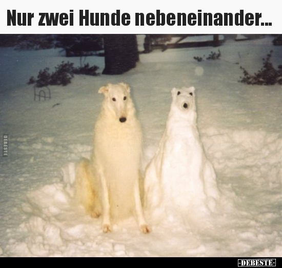 Nur zwei Hunde nebeneinander... - Lustige Bilder | DEBESTE.de