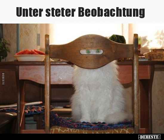 Unter steter Beobachtung... - Lustige Bilder | DEBESTE.de