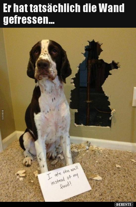 Er hat tatsächlich die Wand gefressen...