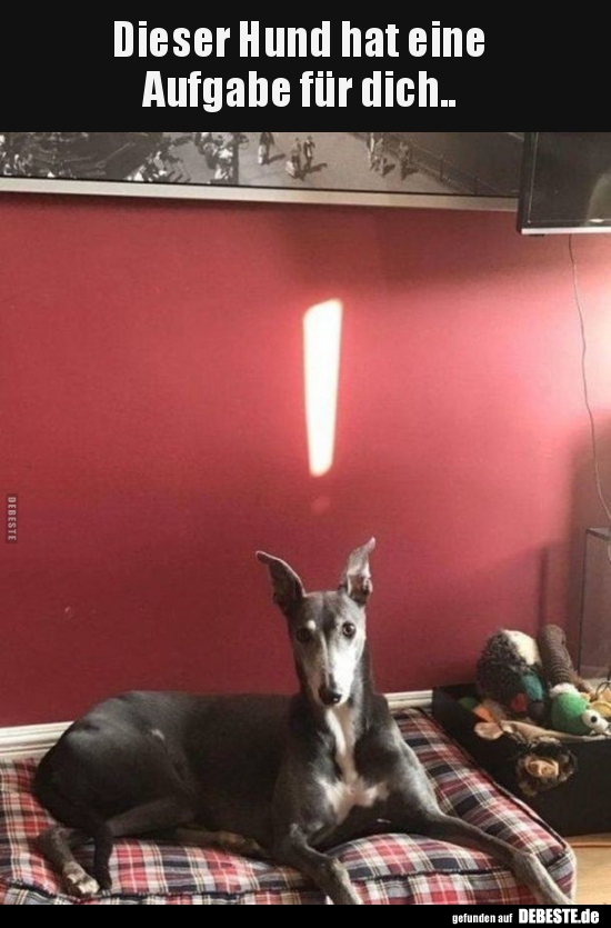 Dieser Hund hat eine  Aufgabe für dich..