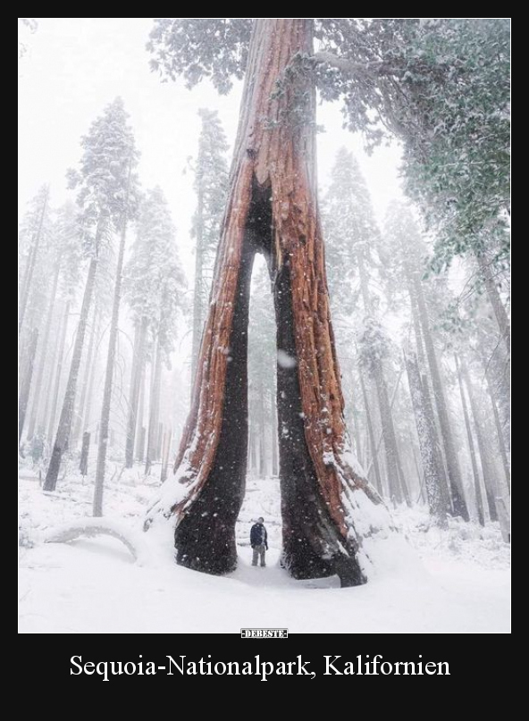 Sequoia.. - Lustige Bilder | DEBESTE.de