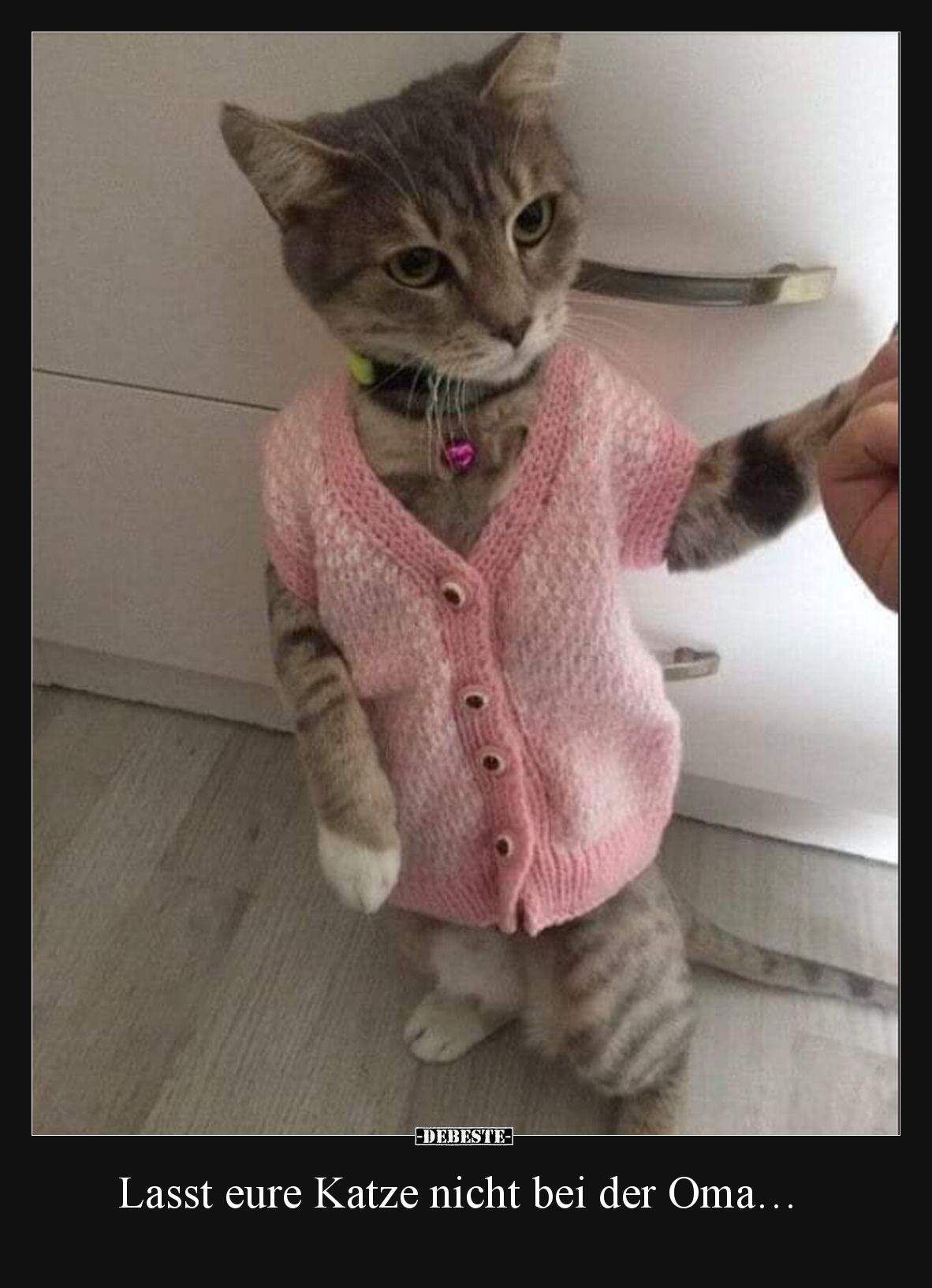 Lasst eure Katze nicht bei der Oma…