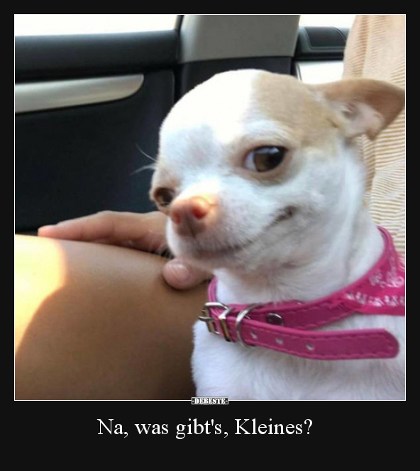 Na, was gibt's, Kleines?..