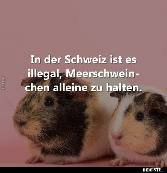 In der Schweiz ist es illegal, Meerschweinchen.. - Lustige Bilder | DEBESTE.de