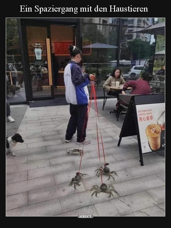 Ein Spaziergang mit den Haustieren.. - Lustige Bilder | DEBESTE.de