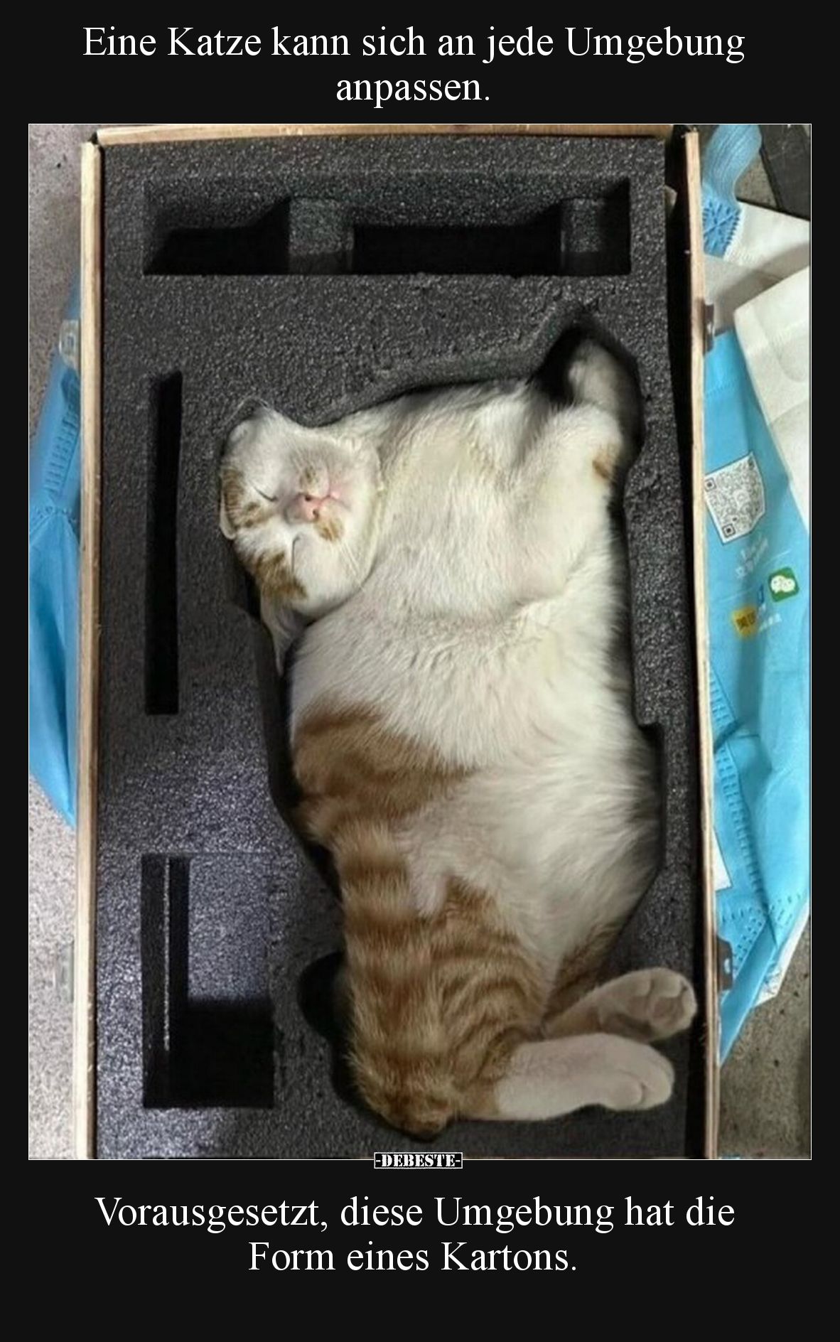 Eine Katze kann sich an jede Umgebung anpassen... - Lustige Bilder | DEBESTE.de