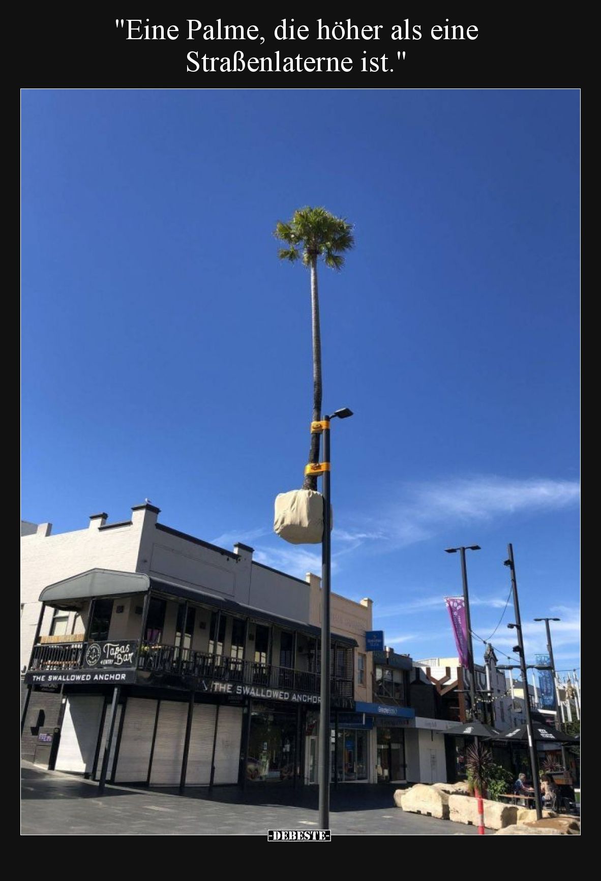 Eine Palme, die höher als eine Straßenlaterne ist.
